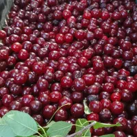 آلبالو گیلاسی