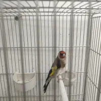 سهره نر چهار گل سه سال قفس قواره دار خوش رخ