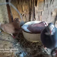 کبوتر