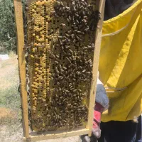 زنبور بومی