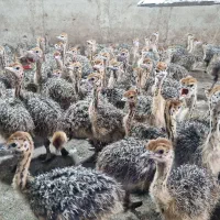 شترمرغ  و پذیرش سرمایه گذارآذربایجانشرقی