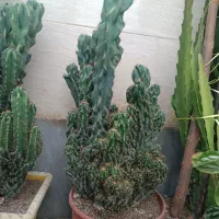 کاکتوس صخره ای