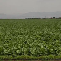 55000متر-زمین-2بر-مناسب-گلخانه-و-مشاغل-مختلف