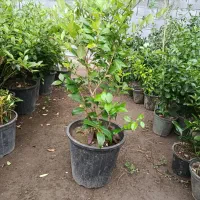 یاس هلندی سطل زباله