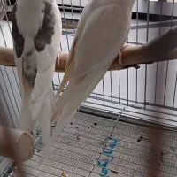 جفت عروس هلندی آلبینو