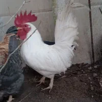 فروش خروس  چینی
