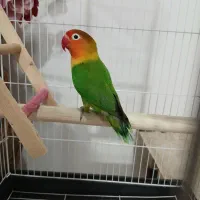 طوطی برزیلی