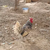 خروس سبرایت