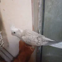 جوجه عروس هلندی