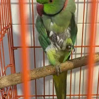 طوطی ملنگو نر یکساله