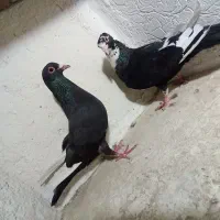 نرماده پلنگ