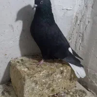 نر زاغ دم سفید مهر