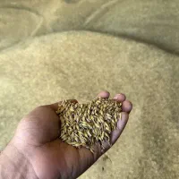 جو دوپر محلی دهلران
