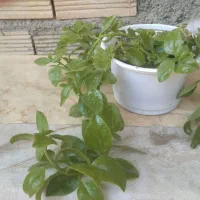 گل طبیعی و سرحال هر عدد ۱۵۰هزار