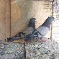 عمو|پرنده|بم, |دیوار