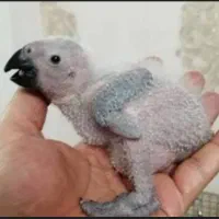 جوجه کاسکو شاه تخم