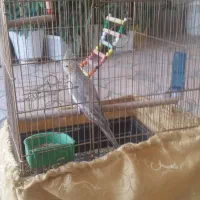 طوطی عروس