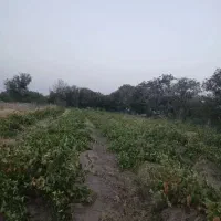 باغ انگور
