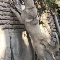 توله سگ سرابی ماده6ماهه