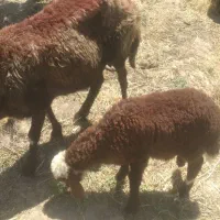 بده نر