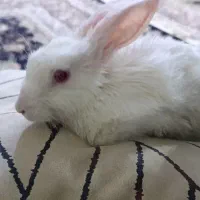 خرگوش ماده زرنگ و خوشگل