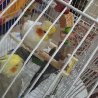 طوطی عروس نر و ماده