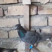 کفتر|پرنده|نیشابور, فردوس شمالی|دیوار