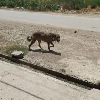 سگ پژدر