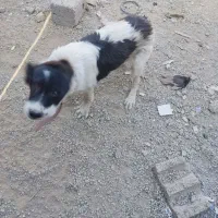 توله نر