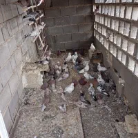 کبوتر پرشی