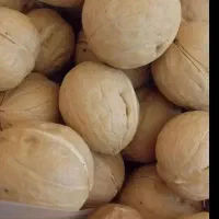 گردو چینی  درجه یک