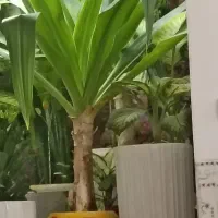 گل ذرتی بسیار زیبا