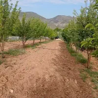 فروش-باغ-میوه-ای-سپیدان