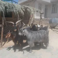بز نر|حیوانات مزرعه|کوهدشت, |دیوار