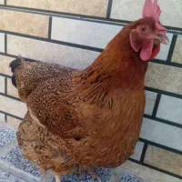 مرغ و خروس محلی تخم گذار