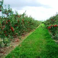 فروش-زمین-کشاورزی-و-باغ-انار-9-5-هکتار
