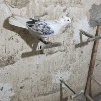 دوکتی پلنگی