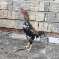 خروس لاری