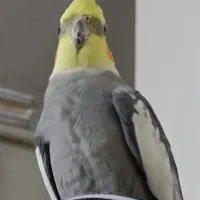پرنده گمشده