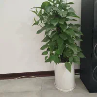 گل وگلدان