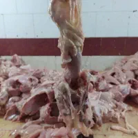 اسکلت  مرغ عمده (تناژ)