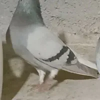 کفتر رنگی