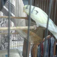 مرغ عشق|پرنده|تهران, شمسآباد|دیوار