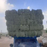 یونجه خشک تحویل