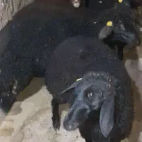 بره ماده های هترو قزل و قره قزل