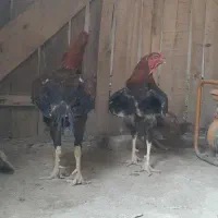مرغ و خروس لاری