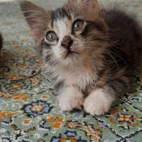 بچه گربه