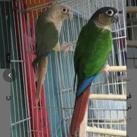 فروش یک جفت گرینچیک مولد جوجه داده