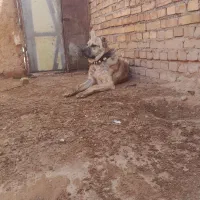 سگ  گله ای|سگ|تربت جام, میان جام|دیوار