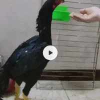 خروس لاری نژاد اوشامو
